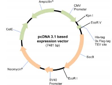 结构生物学视角下的293F悬浮细胞表达系统 在重组蛋白研究中的关键作用
