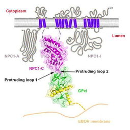 2016中国生物科学突破巡礼 十大重磅研究角逐年度桂冠